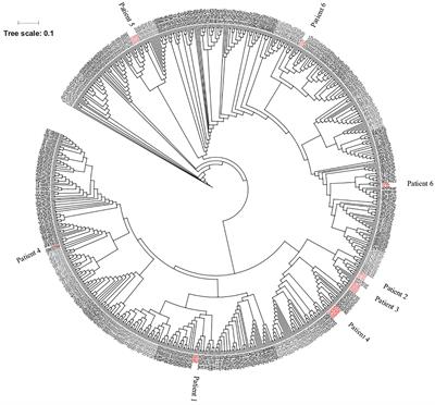 Phenotypic and Genomic Variability of Serial Peri-Lung Transplantation Pseudomonas aeruginosa Isolates From Cystic Fibrosis Patients